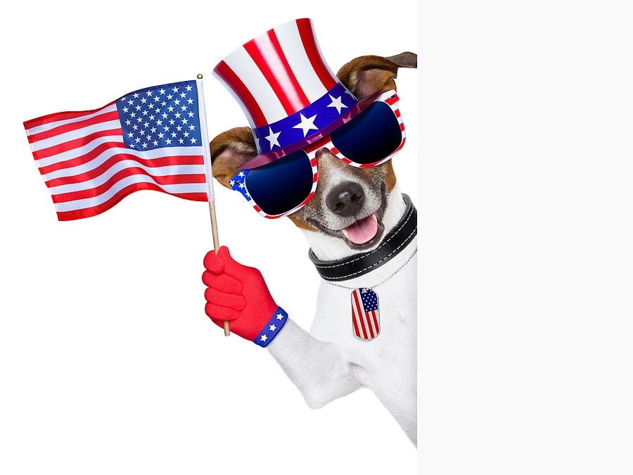 Patriotic dressed dog