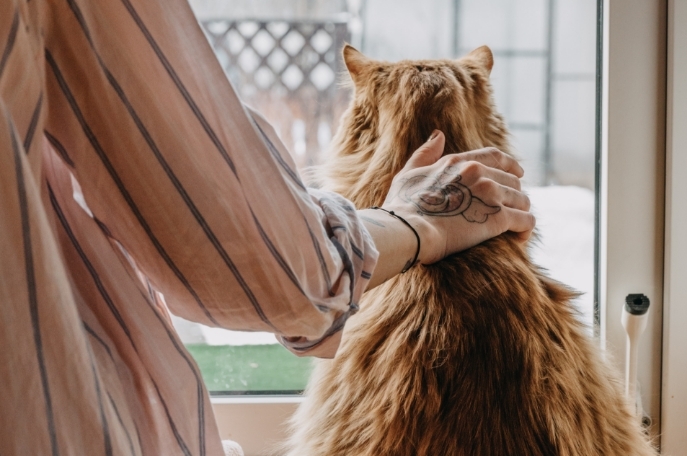 Woman petting cat looking out window