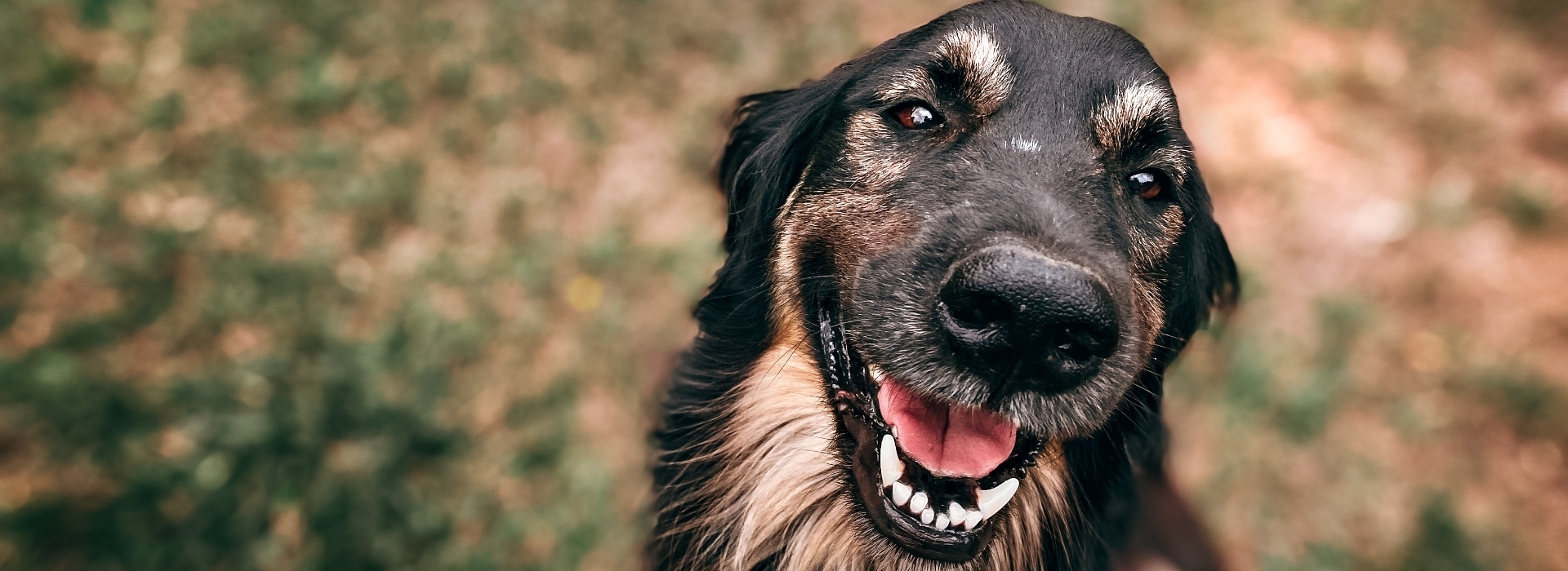 Dog smiling