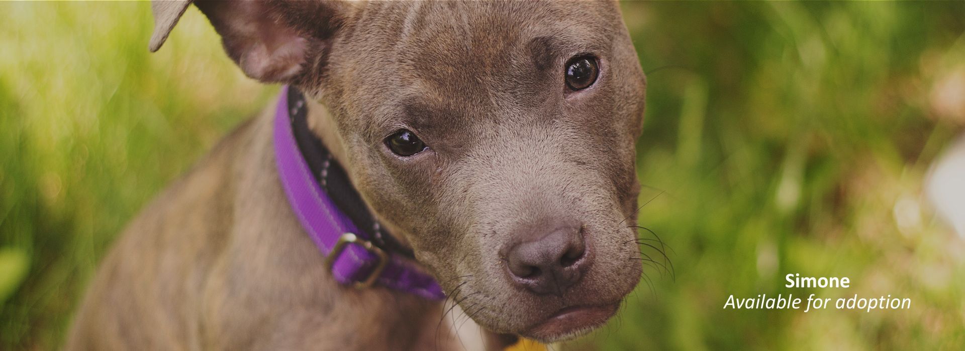 AFHS Tributes and Memorials