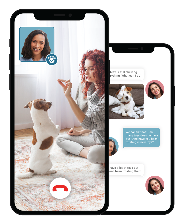 facetime dog training and dog training texts