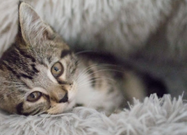 cat laying in bed